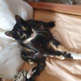 Picture of cat lost at 01 Rue Du Moulin La Capelle