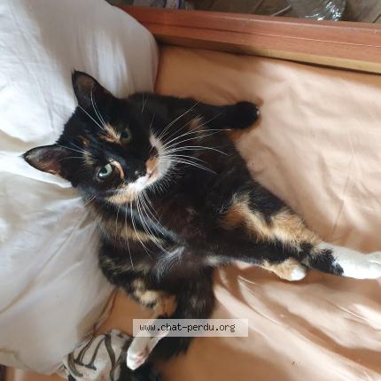 Photo 1/2 Cat reunited Lost in 01 rue du moulin la capelle