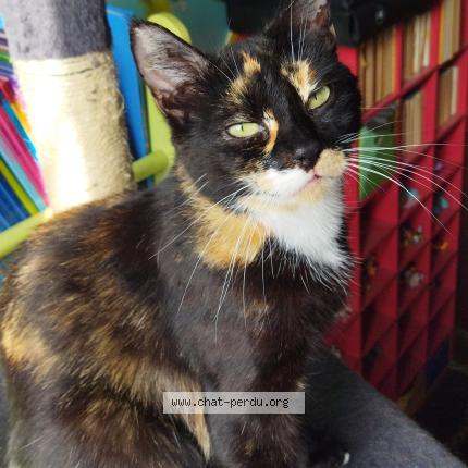 Photo 2/2 Cat reunited Lost in 01 rue du moulin la capelle