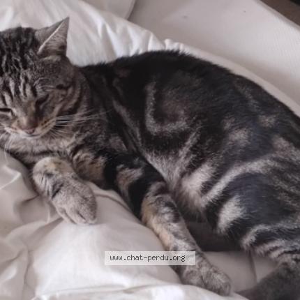 Photo 1/1 Moumoune Chat lost in Aubigne racan