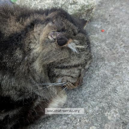 Photo 1/1 Found cat Found in Saint georges d orques