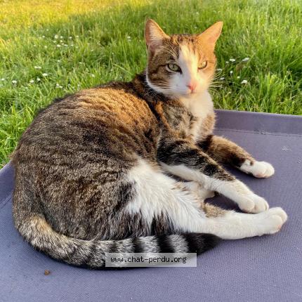 Photo 1/1 SIMBA Chat lost in Villeneuve sur yonne