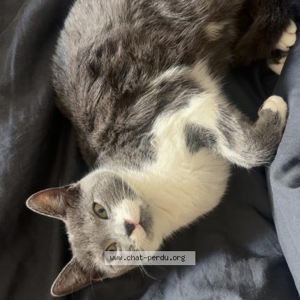 Photo 1/1 Johanna Chat lost in Argenteuil