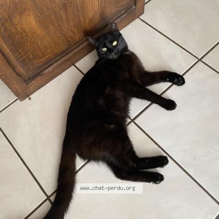 Photo 1/1 Zébulon Chat lost in Theuley