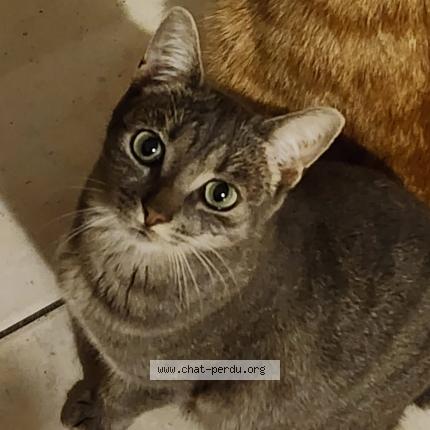 Photo 1/1 YUYU Chat lost in La chapelle sur erdre