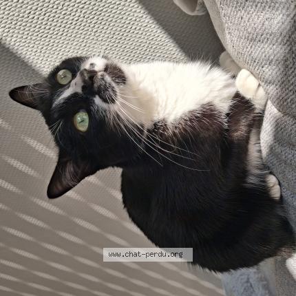 Photo 1/1 Kitty Chat lost in Luce