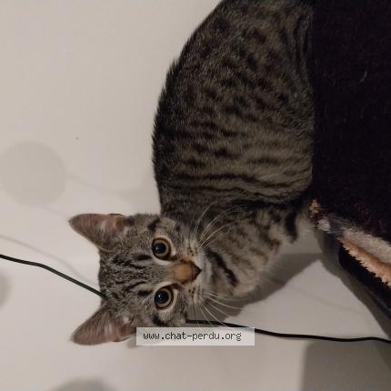 Photo 1/1 Found cat Found in Berneau