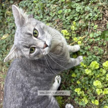 Photo 1/1 Found cat Found in Woodstock