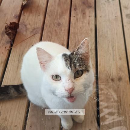 Photo 1/1 Found cat Found in Stella plage cucq