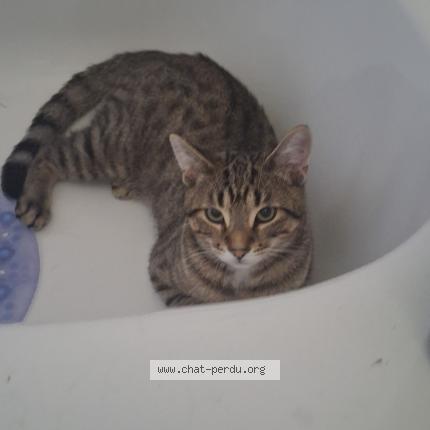 Photo 1/1 Patouf Chat lost in Longeuil