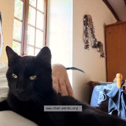 Photo 1/1 Pampan Chat lost in Vernon