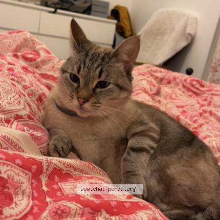 Photo 1/1 Simba Chat lost in Kerinou brest