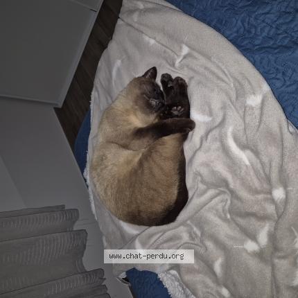 Photo 1/1 Cookie Chat lost in Montbeton