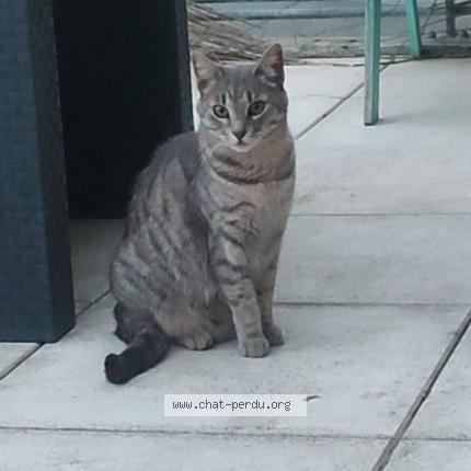 Photo 1/1 Marvel Chat lost in Montpellier