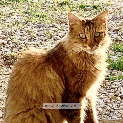 Photo 1/1 Zelda Chat lost in Saint etienne de montluc