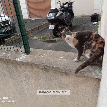 Photo 1/1 Found cat Found in Limeil brevannes