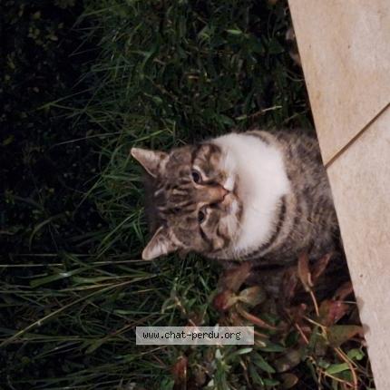 Photo 1/1 Found cat Found in Boersch