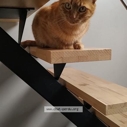 Photo 1/1 Malibu Chat lost in Gouy sous bellonne