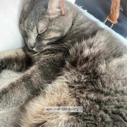 Photo 1/1 Cat reunited Lost in Paris