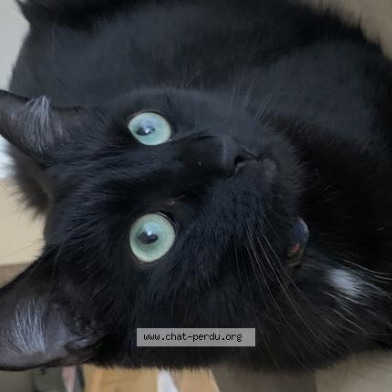 Photo 1/1 Cat reunited Lost in Vanves