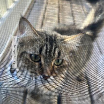 Photo 1/1 Found cat Found in Saint constant