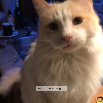 Photo 1/1 Minoo Cat lost in Lachine