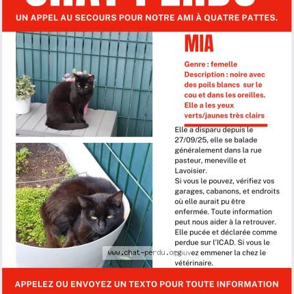 Photo 1/1 Mia Chat lost in Chambly