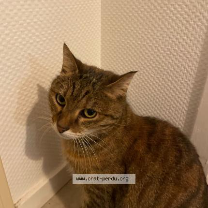 Photo 1/1 Kaly Chat lost in Brest
