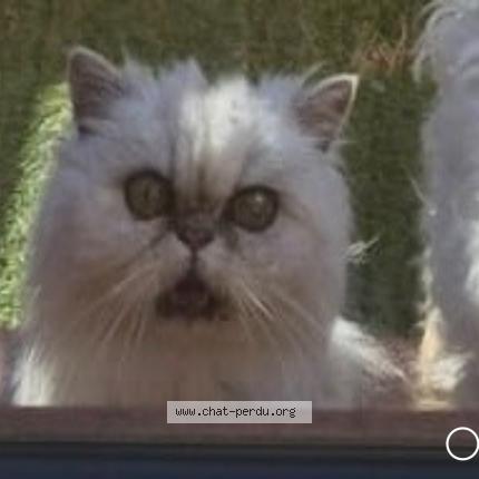 Photo 1/1 Carla Chat lost in Sanary sur mer