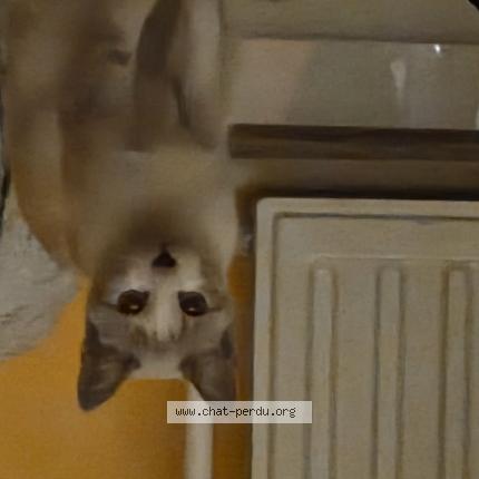 Foto van gevonden kat in Namur