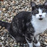 Picture of cat lost at Messe