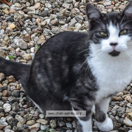 Photo 1/1 Cat reunited Lost in Messe