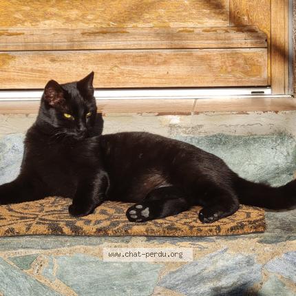 Photo 1/1 Mignou Chat lost in Porto vecchio