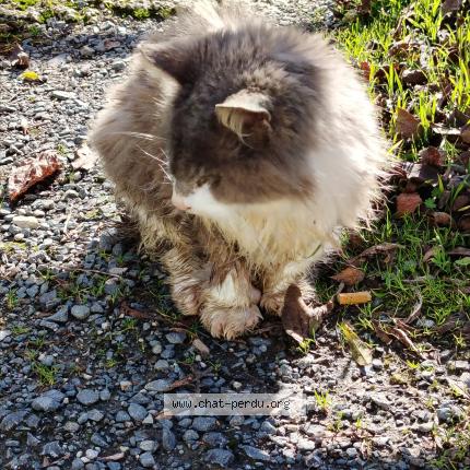 Photo 1/1 Found cat Found in La creche