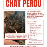 Picture of cat lost at Tinqueux