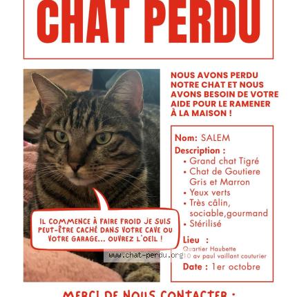 Photo 1/1 Salem Chat lost in Tinqueux