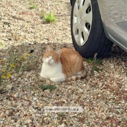 Photo 1/1 Found cat Found in Thenac