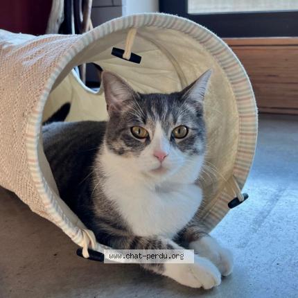 Photo 1/1 Milo Chat lost in Aywaille