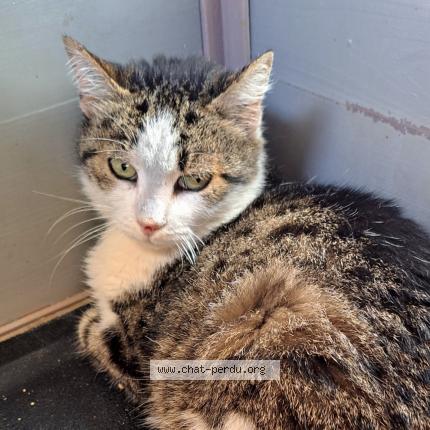 Photo 1/1 Found cat Found in Biscarrosse