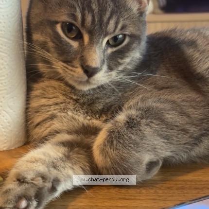 Photo 1/1 Yume Chat lost in Beauvais