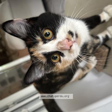 Photo 1/1 ANGEL Chat lost in St pierre