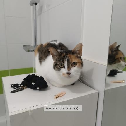 Photo 1/1 Isis Chat lost in Ploubezre