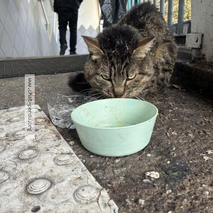 Photo 1/1 Found cat Found in Nanterre