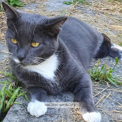 Photo 1/1 Speedy Chat lost in Namur