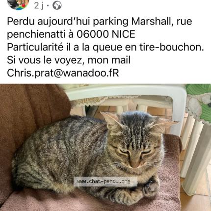 Photo 1/1 Reunited cat Lost in Nice