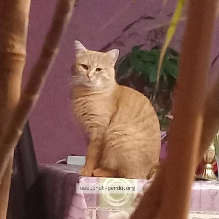 Photo 1/1 Yumi Chat lost in La jumelliere