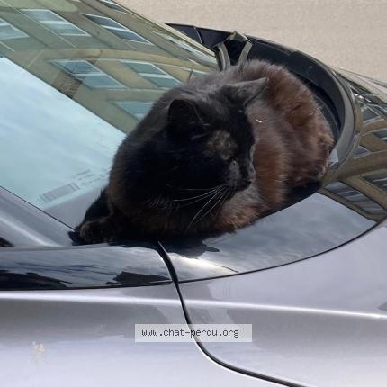 Foto 1/1 Kat teruggevonden Vermist in Forest