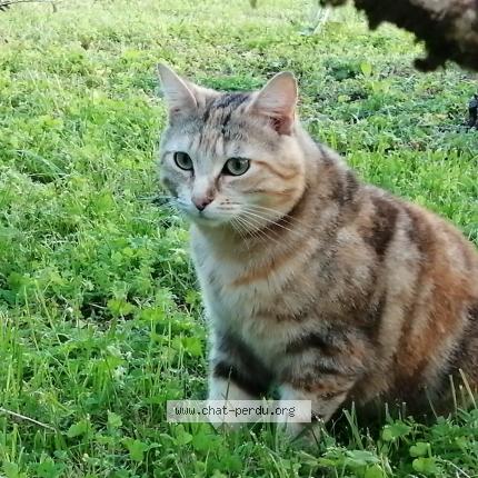 Photo 1/1 Lola Chat lost in Blanzaguet st cybard