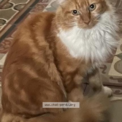 Photo 1/1 Lilian Chat lost in Paris