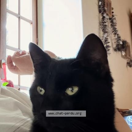 Photo 1/1 Pampan Chat lost in Vernon